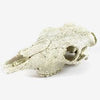 Nomoy Resin Skull (NS-74)