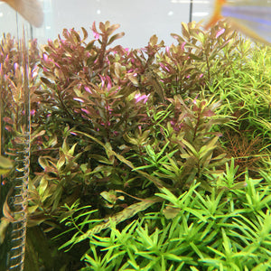 ADA TISSUE CULTURE - ROTALA WALLICHI 'BANGLADESH'