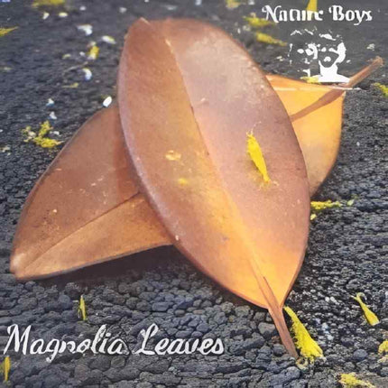 NatureBoys Magnolia Leaves
