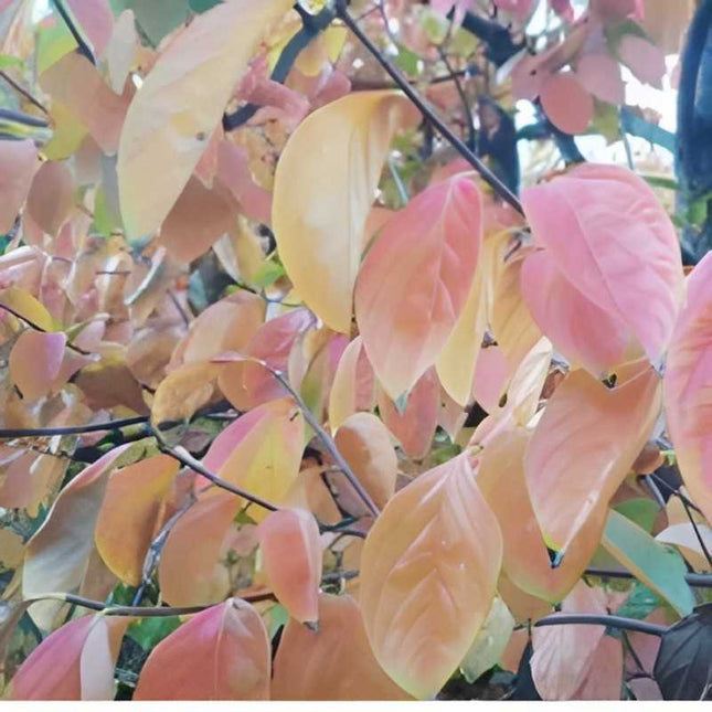 NatureBoys Persimmon Leaves