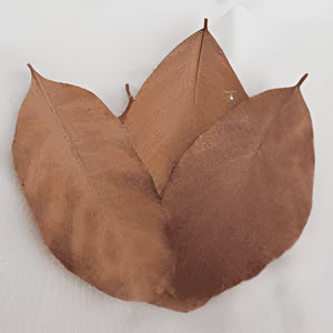 NatureBoys Jackfruit Leaves
