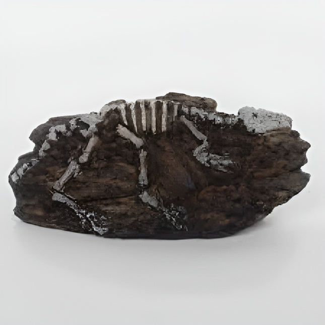 Nomoy Prehistoric Dinosaur Decor (NS)