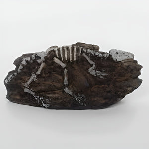 Nomoy Prehistoric Dinosaur Decor (NS)