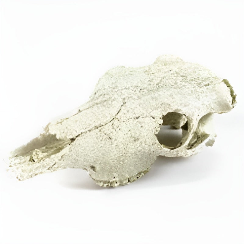 Nomoy Resin Skull (NS-74)