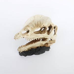 Nomoy Exotic Skull Hideout (NS)
