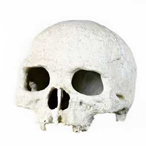 Nomoy Resin Skull Decor (NS)
