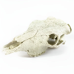 Nomoy Resin Skull Decor (NS)