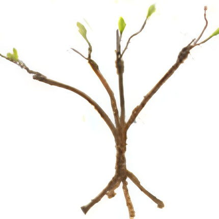 Giangarden Herpvine (TV05)