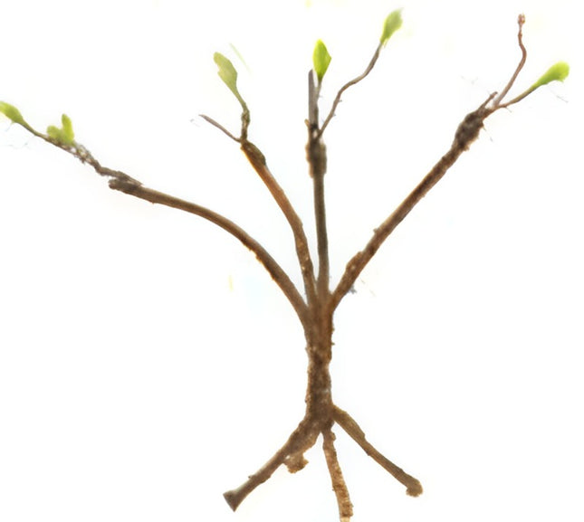 Giangarden Herpvine (TV05)