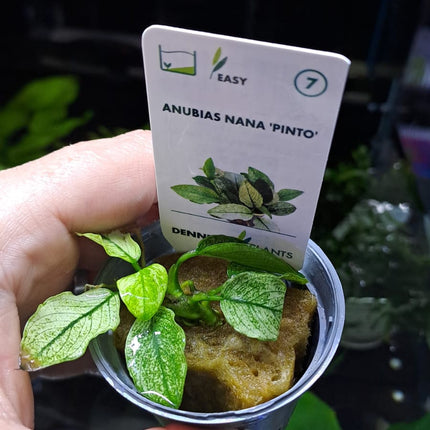 Anubias Nana Pinto