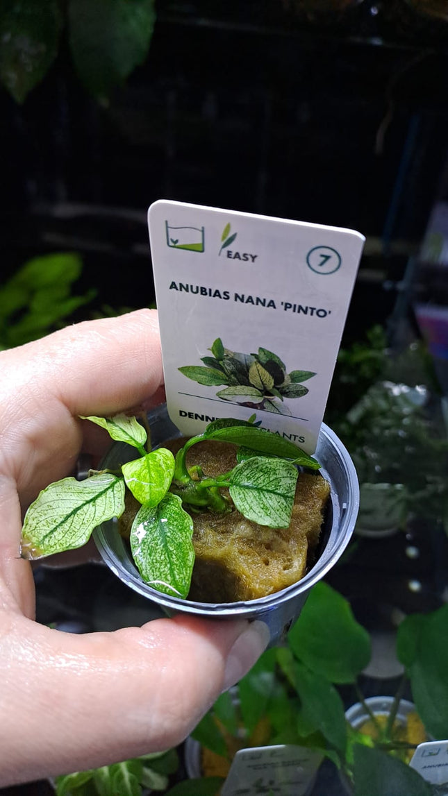 Anubias Nana Pinto
