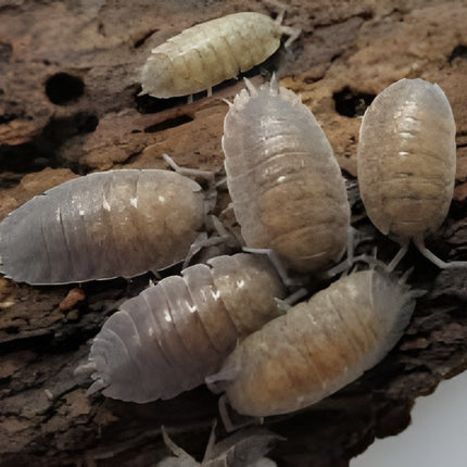 Porcellio scaber -Common Isopods