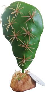 Nomoy Cactus Plants (QM)