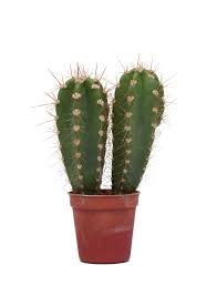 Nomoy Cactus Plants (QM)