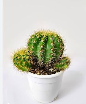 Nomoy Cactus Plants (QM)