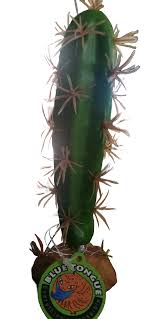 Nomoy Cactus Plants (QM)