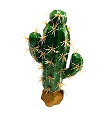 Nomoy Cactus Plants (QM)