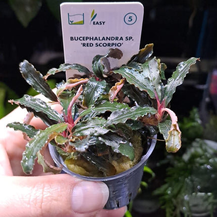 Bucephalandra Red Scorpia