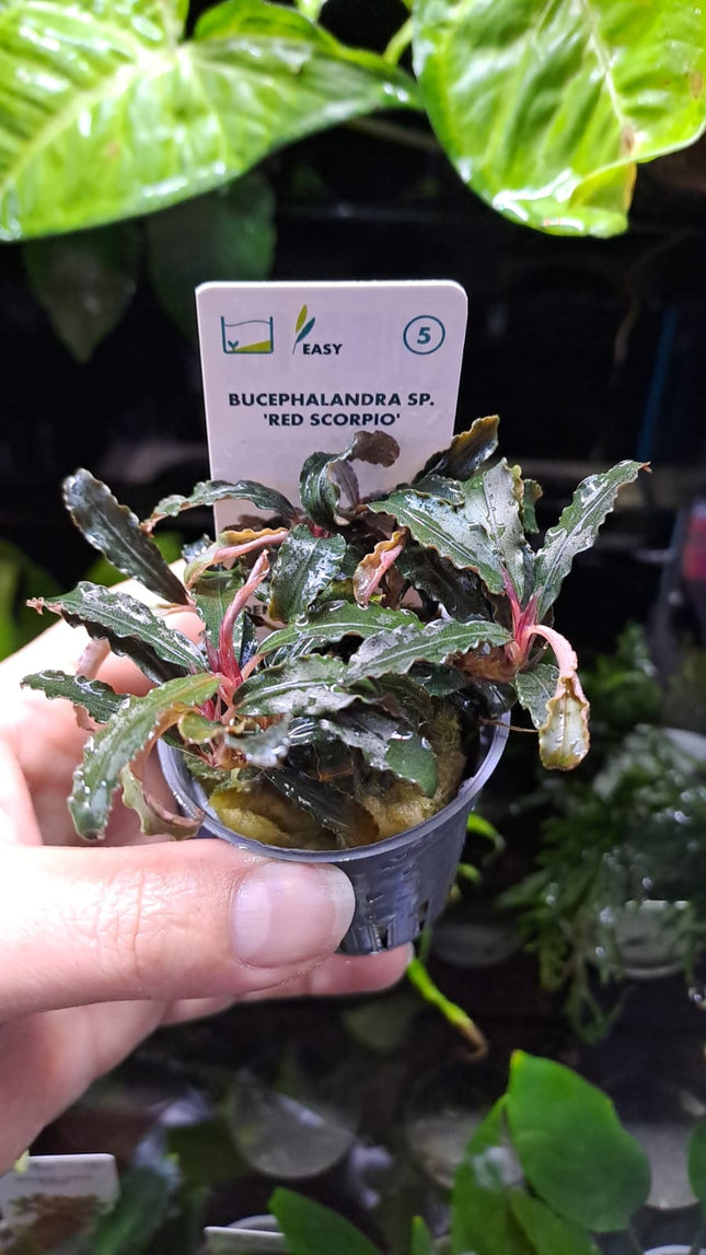 Bucephalandra Red Scorpia
