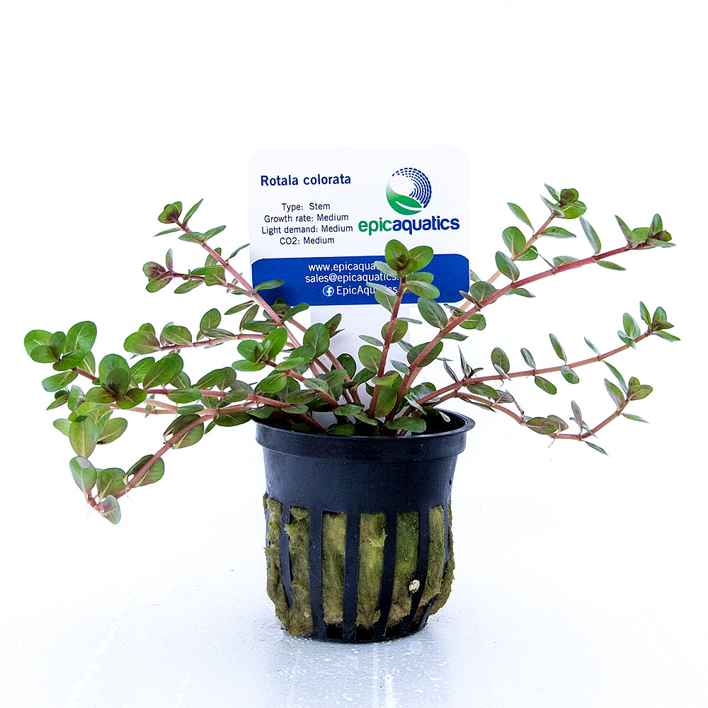 Epic Aquatics Rotala colorata