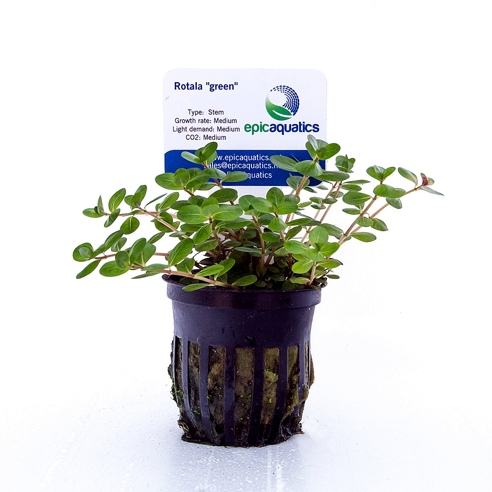 Epic Aquatics Rotala "green"