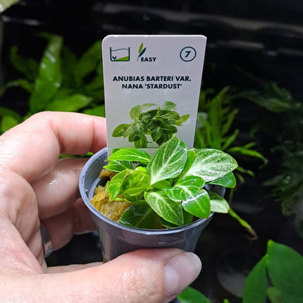 Anubias Bartei Var Nana Stardust