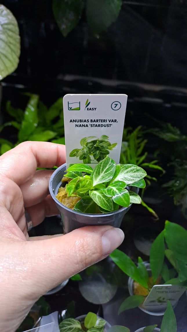 Anubias Bartei Var Nana Stardust
