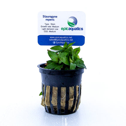 Epic Aquatics Staurogyne repens