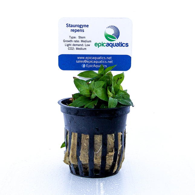 Epic Aquatics Staurogyne repens