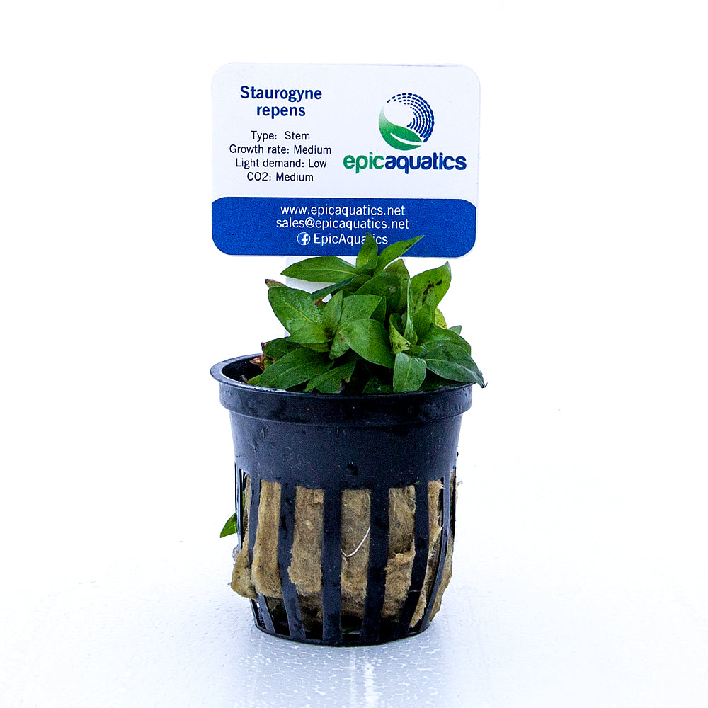 Epic Aquatics Staurogyne repens