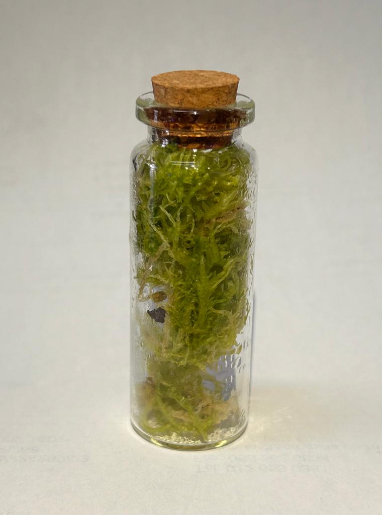Live Sphagnum Moss