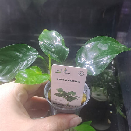 Anubias Barteri