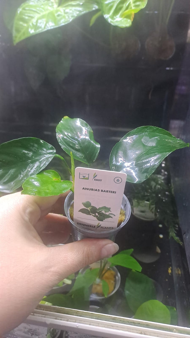 Anubias Barteri