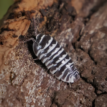 Zebra Isopod - Armadillidium maculatum (Colony of 5)