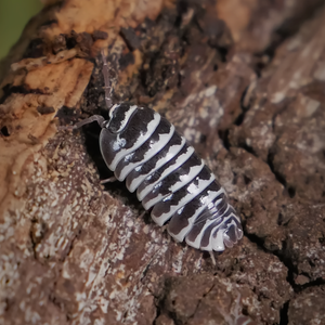 Zebra Isopod - Armadillidium maculatum (Colony of 5)
