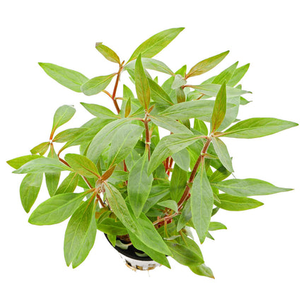 Epic Aquatics Alternanthera reineckii ‘Mini’