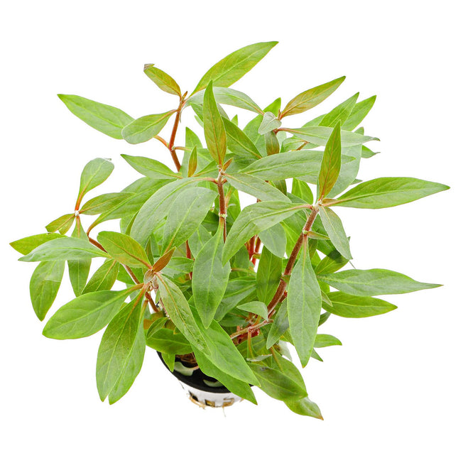 Epic Aquatics Alternanthera reineckii ‘Mini’