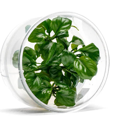 Anubias Golden Coin UNS Tissue Culture