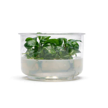 Anubias Golden Coin UNS Tissue Culture