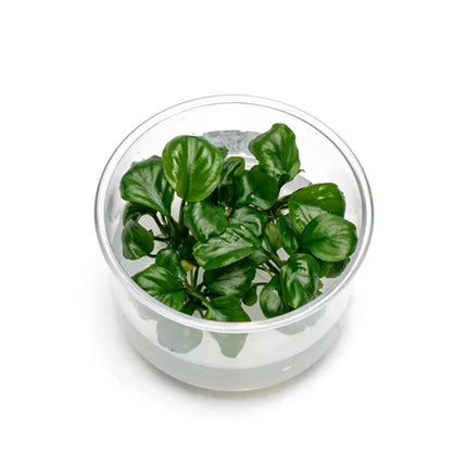 Anubias Golden Coin UNS Tissue Culture