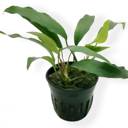 ADA TISSUE CULTURE - ANUBIAS BARTERI GLABRA LC119
