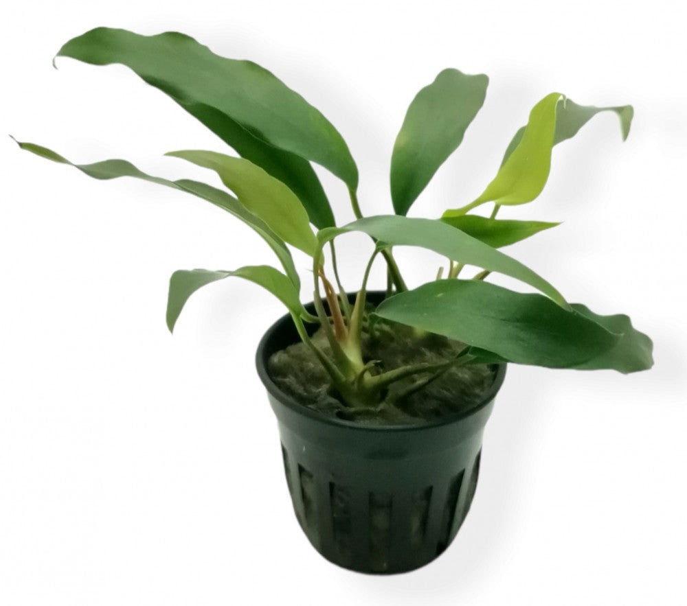 ADA TISSUE CULTURE - ANUBIAS BARTERI GLABRA LC119