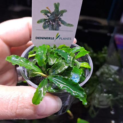 Bucephalandra Pygmaea Bukit Kelam