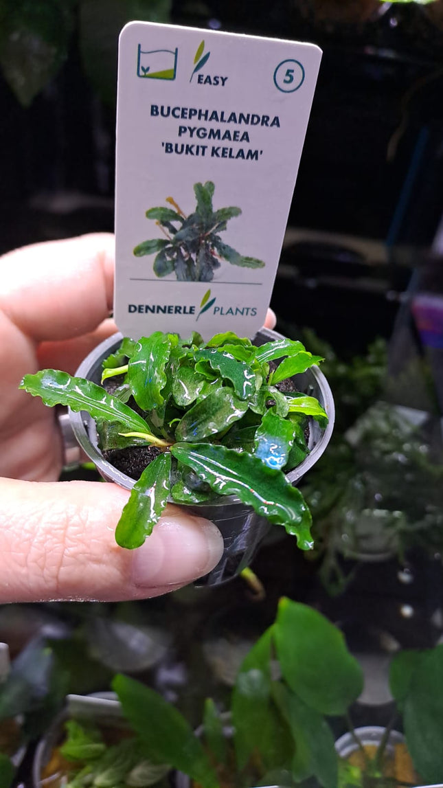 Bucephalandra Pygmaea Bukit Kelam