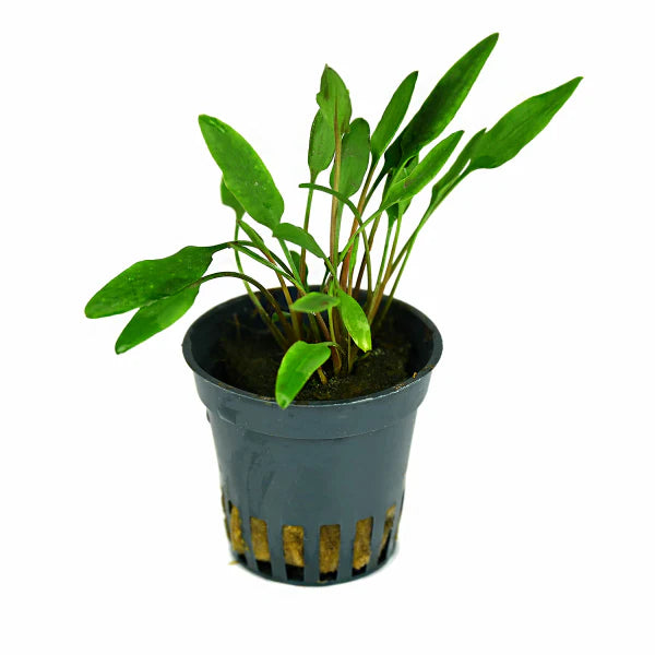 Epic Aquatics Cryptocoryne lucens