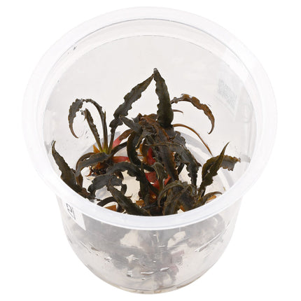 ADA Cryptocoryne spiralis 'Red' IC198