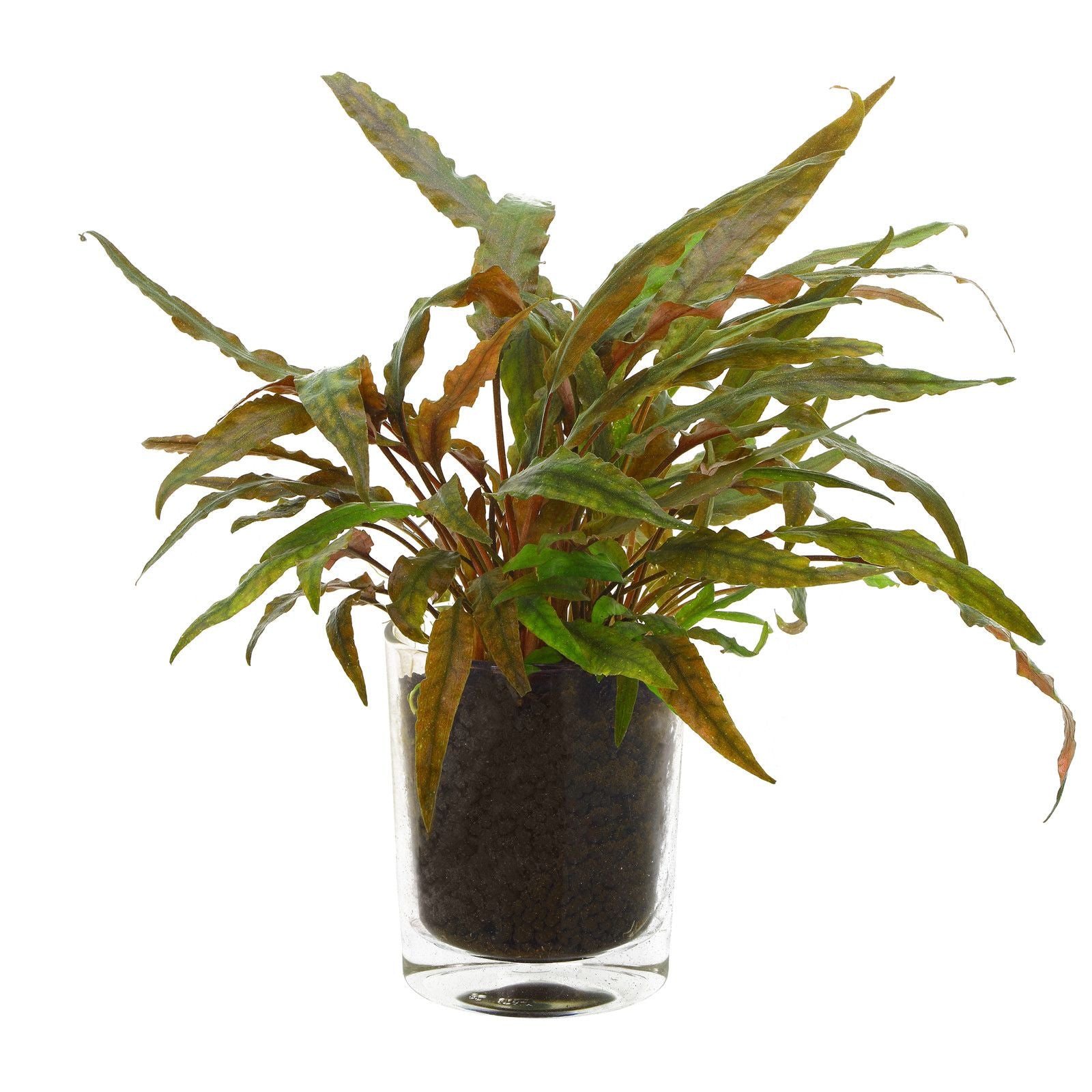 Epic Aquatics Cryptocoryne undulatus 'Red'