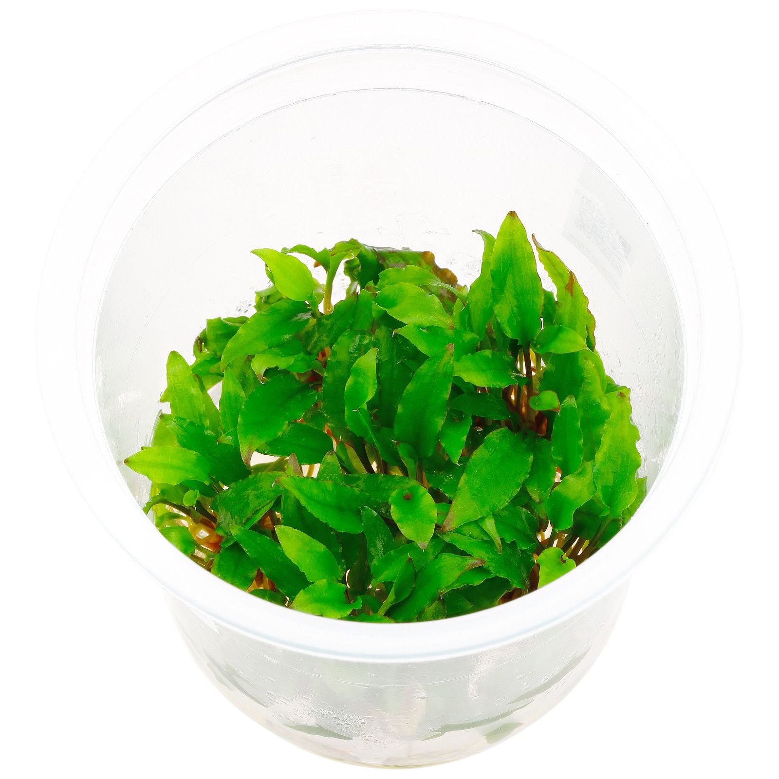 ADA Cryptocoryne wendtii 'Green' IC092
