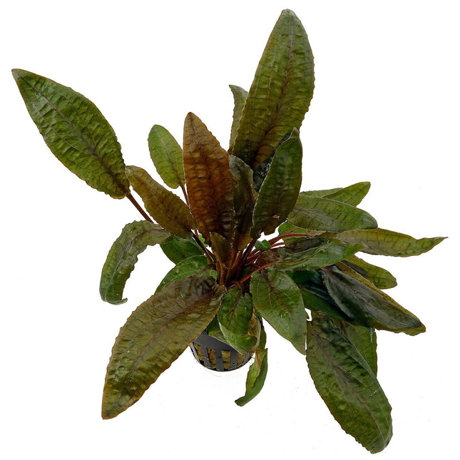 Epic Aquatics Cryptocoryne wendtii