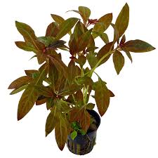Epic Aquatics Ludwigia glandulosa